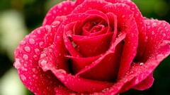 Nature Flowers pink water