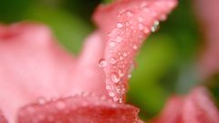 Nature Flowers pink wet