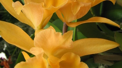 Nature Flowers Plants