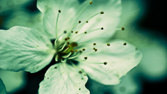 Nature Flowers Plants