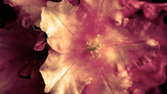 Nature Flowers Plants