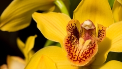 Nature Flowers Plants