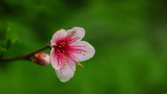 Nature Flowers Plants
