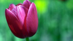 Nature Flowers Plants