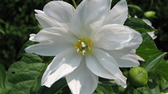 Nature Flowers Plants