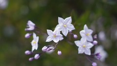 Nature Flowers Plants