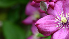 Nature Flowers Plants