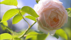 Nature Flowers Plants