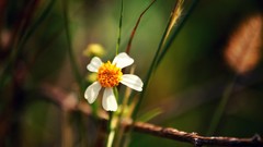 Nature Flowers Plants