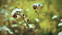 Nature Flowers Plants