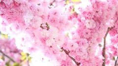 Nature Flowers Plants