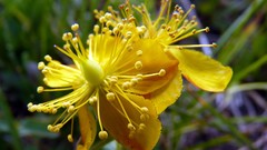 Nature Flowers Plants