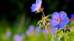 Nature Flowers Plants