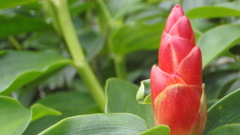 Nature Flowers Plants