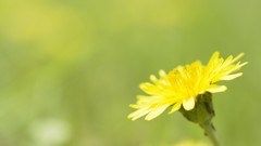 Nature Flowers Plants