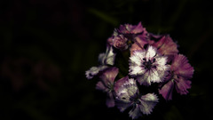 Nature Flowers Plants