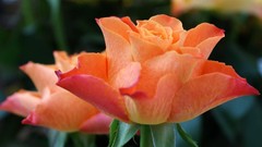 Nature Flowers Plants