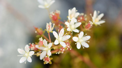 Nature Flowers Plants