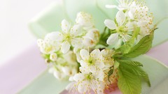 Nature Flowers Plants