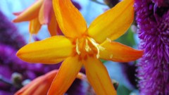 Nature Flowers Plants