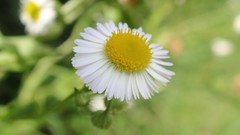Nature Flowers Plants