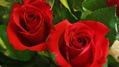 Nature Flowers Plants