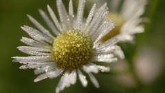 Nature Flowers Plants