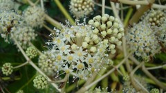Nature Flowers Plants