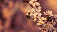 Nature Flowers Plants
