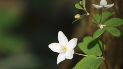 Nature Flowers Plants
