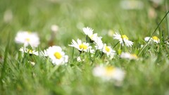 Nature Flowers Plants