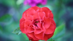 Nature Flowers Plants