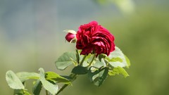 Nature Flowers Plants