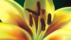 Nature Flowers Plants