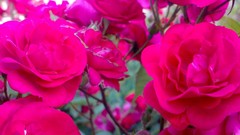 Nature Flowers Plants