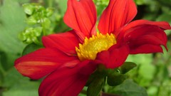 Nature Flowers Plants