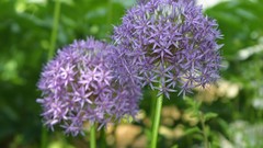 Nature Flowers Plants