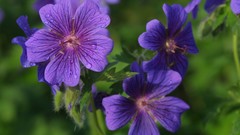 Nature Flowers Plants