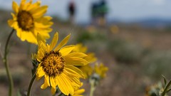 Nature Flowers Plants
