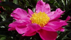 Nature Flowers Plants