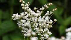 Nature Flowers Plants