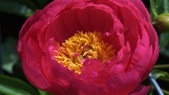 Nature Flowers Plants