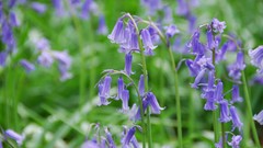 Nature Flowers Plants