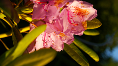Nature Flowers Plants