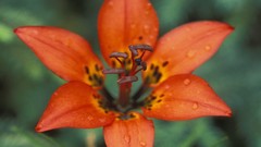 Nature Flowers Plants