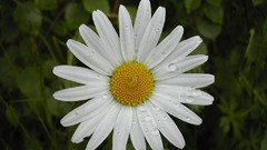 Nature Flowers Plants