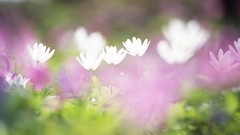 Nature Flowers Plants