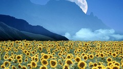 Nature Flowers Plants