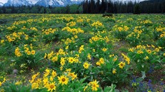 Nature Flowers Plants