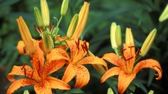 Nature Flowers Plants